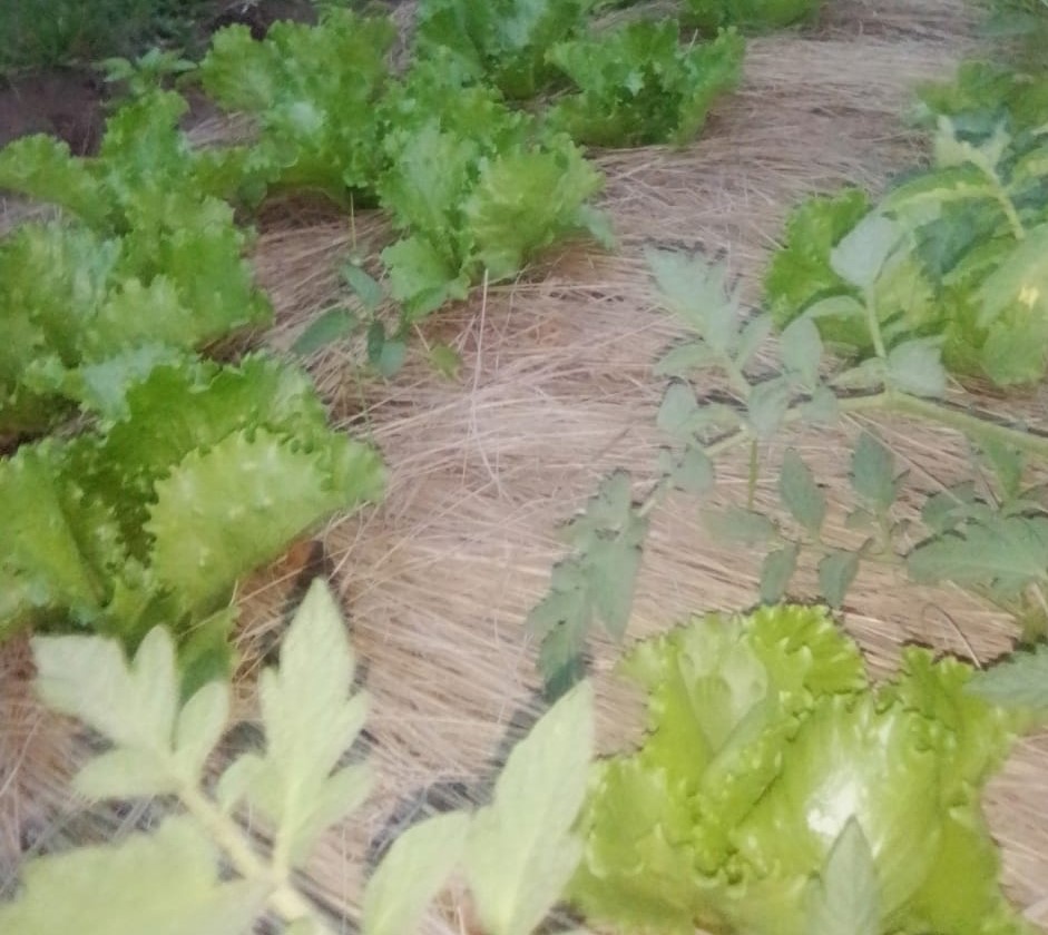 Vegie 3